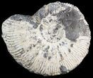 Wide Kosmoceras Ammonite - England #42645-1